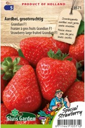 Fraisier à gros fruits Grandian F1