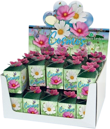 Greengift Cosmos Mix 40 pcs en showbox