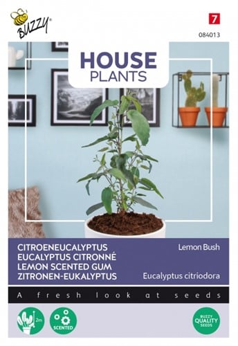 Eucalyptus Citronné Lemon Bush - Buzzy House Plants