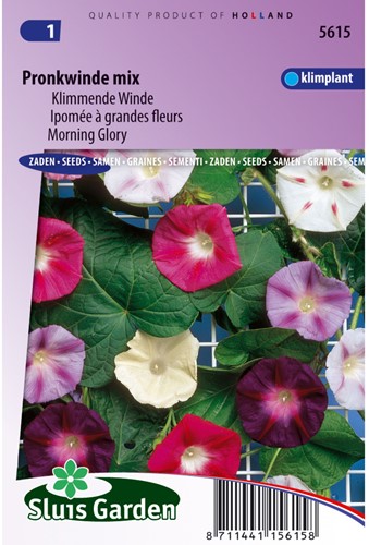 Ipomée à grandes fleurs en mélange - Ipomoea