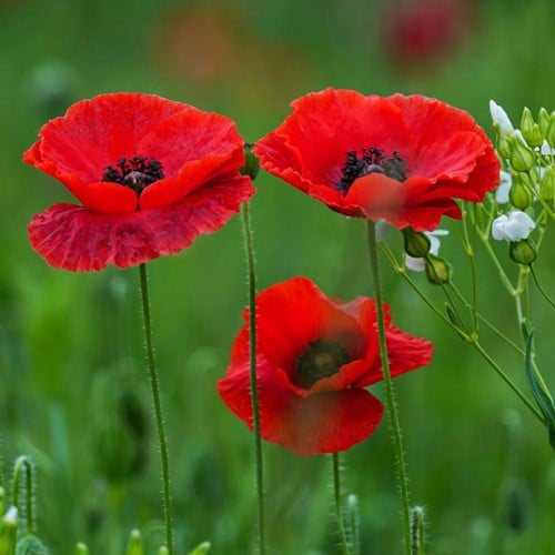 Pavot Coquelicot, Pavot des Moissons, rouge EKO