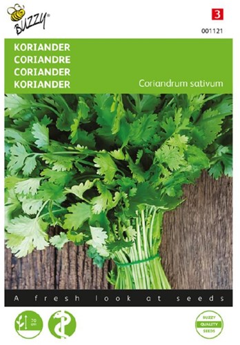 Coriandre à gros grain – Coriandrum sativum