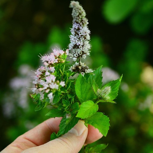 Kruizemunt - Mentha spicata crispa