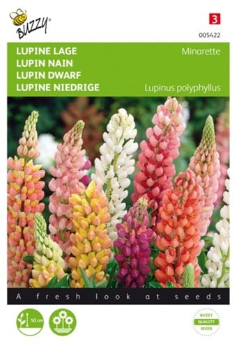 Lupin nain Minarette - Buzzy