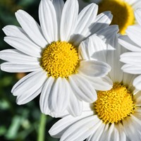 Madeliefje - Bellis perennis-2