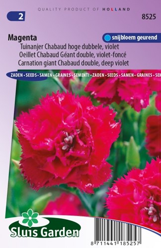 Oeillet Magenta - Dianthus Chabaud