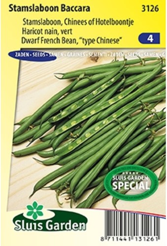 Haricot Nain Baccara - Phaseolus Vulgaris