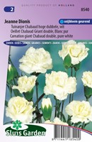 Oeillet Jeanne Dionis - Dianthus Chabaud