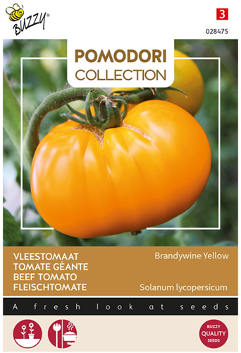 Tomate Géant Grappa Gialla Brandywine Yellow - Pomodori Collection