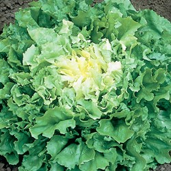 Chicorée Scarole, grosse bouclée Nuance EKO - Cichorium endivia