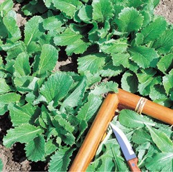 Feuille de chou navet, vert