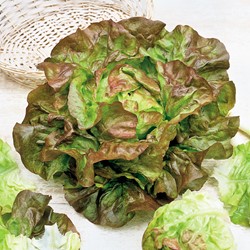 Laitue pommée Merveille Des Quatres Saisons