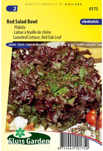 Laitue à feuille de chêne Red Salad Bowl-2