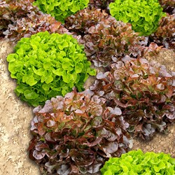 Laitue à feuille de chêne Red Salad Bowl Ruban EKO