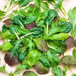 Snijsla Aziatische Mix - Lactuca sativa