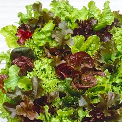Laitue Babyleaf Mélange