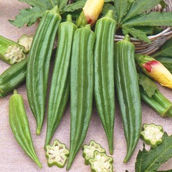 Gombo / Bamia, Okra Clemson Spineless