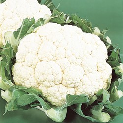 Chou fleur Alpha 6 Fortados - Brassica oleracea