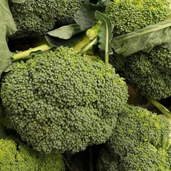 Chou Brocoli Calabrese Natalino EKO