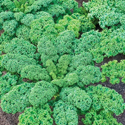 Chou frisé Vert demi-nain