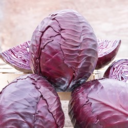 Chou rouge tardif Langedijker Bewaar 2