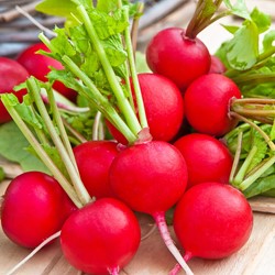 Radis Raxe, rond rouge EKO - Raphanus