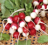 Radis, varieties rond en mélange