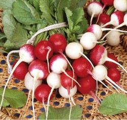 Radis, varieties rond en mélange