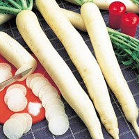 Radis rave blanc longue Minowase Summercross F1 (Raphanus Sativus)