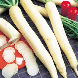 Radis rave blanc longue Minowase Summercross F1 (Raphanus Sativus)