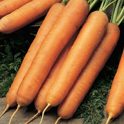 Carrotte Nantaise 2 Ruban EKO