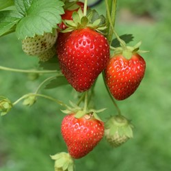 Fraisier à gros fruits Grandian F1