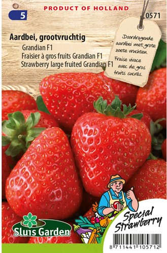 Fraisier à gros fruits Grandian F1-2