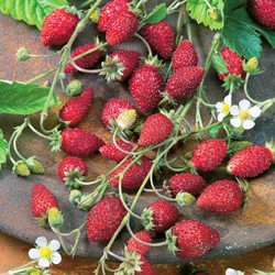 Fraisier des bois Baron Solemacher (Rügen)