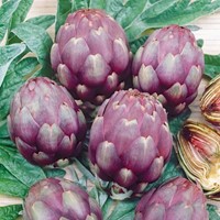 Artichaut Violet de Provence