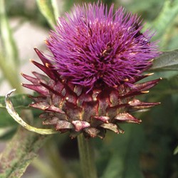 Cardon EKO - Cynara cardunculus