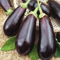 Aubergine, Morelle comestible Black Beauty