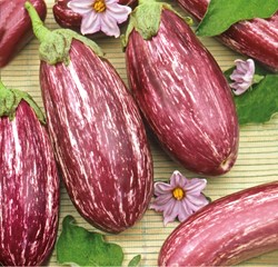Aubergine, Morelle comestible Listada de Gandia