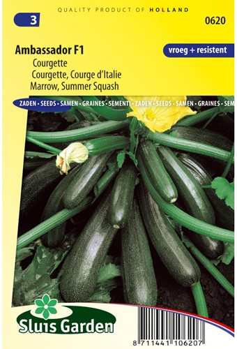 Courge d'Italie Ambassador F1-2