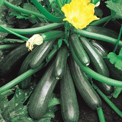 Courge d'Italie Ambassador F1
