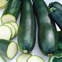Courgette, Courge d’Italie Black Beauty EKO