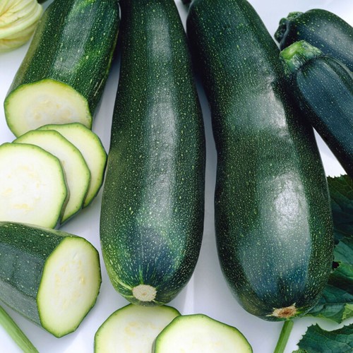 Courgette, Courge d’Italie Black Beauty EKO