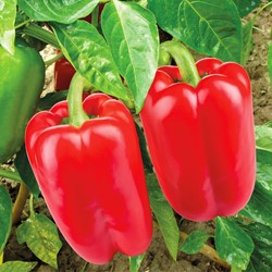 Paprika Jubilandska EKO