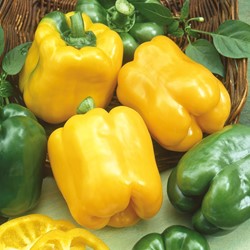 Paprika California Wonder yellow