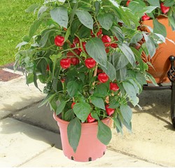 Potpaprika Kobold F1 PATIO