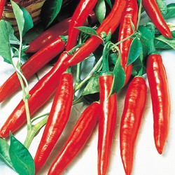 Piment De Cayenne Long Slim
