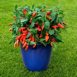 Paprika Tangerine Dream F1 (pot) - Capsicum annuum