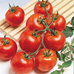 Tomate en grappes Vitador F1