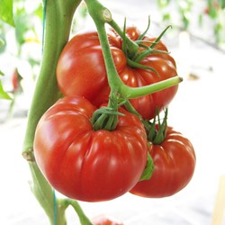 Tomate très gros fruits, Country Taste F1 EKO