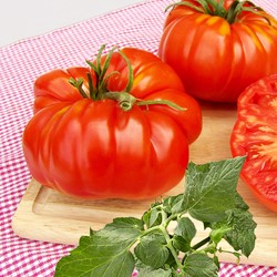 Tomate très gros fruits Brutus - Lycopersicon